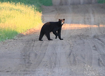 Bear stands alone on a logging road.